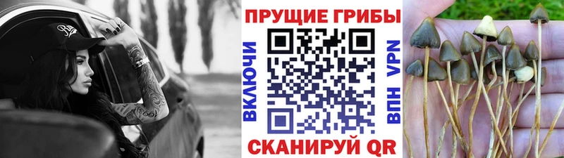 KRAKEN как зайти  что такое   Прокопьевск  Галлюциногенные грибы Psilocybe 